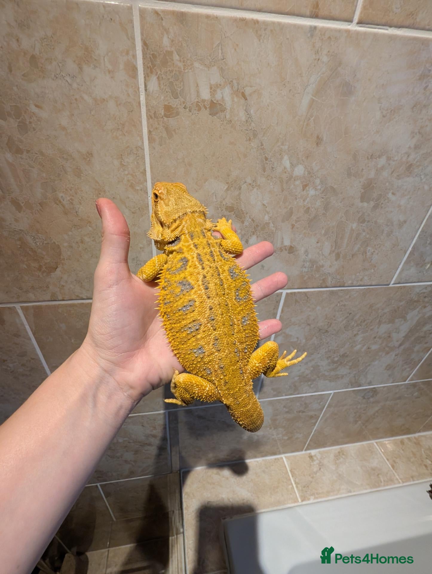 Bearded Dragon reptiles Citrus Blue Bar Male from import parents - Advert 1