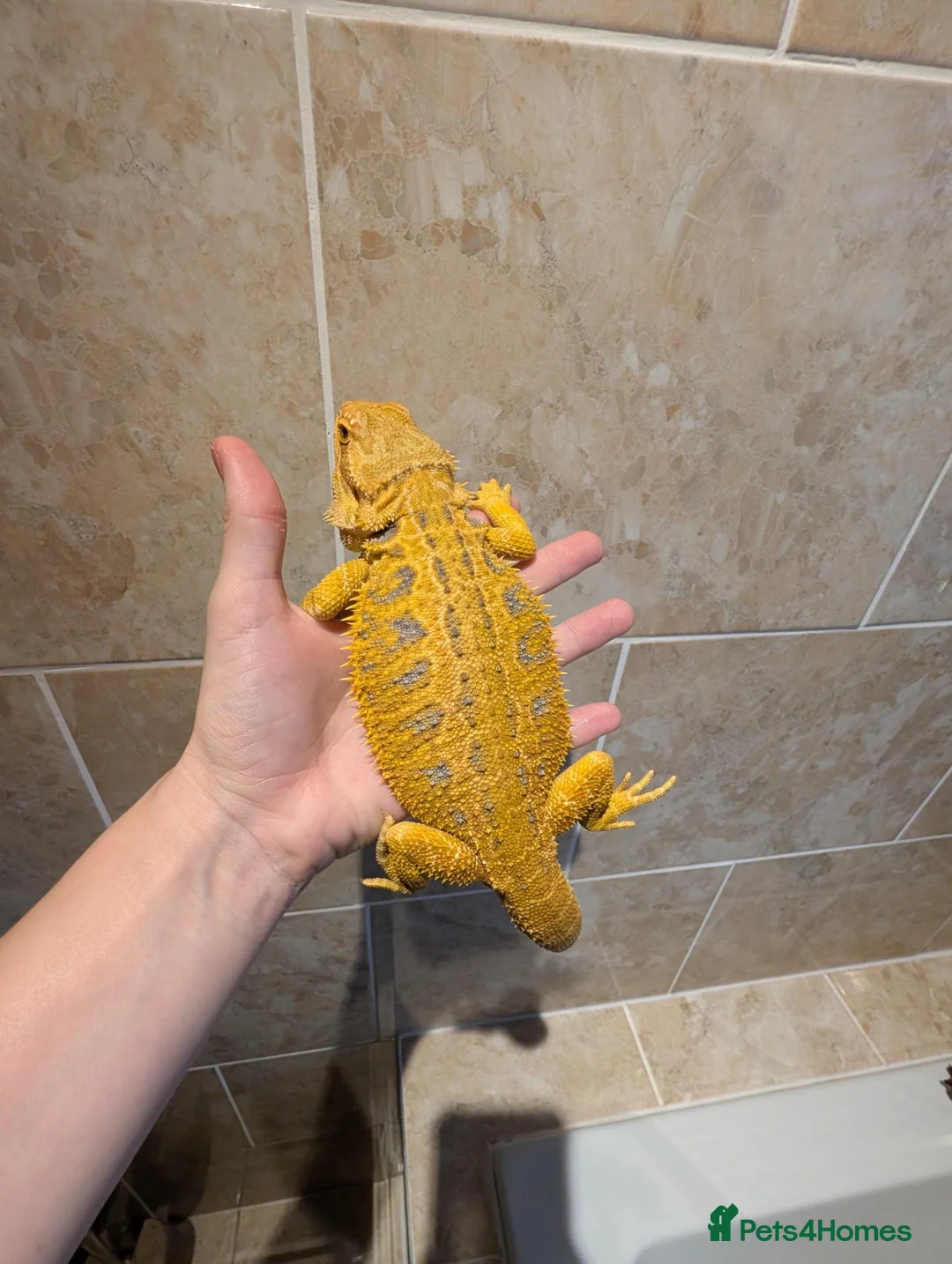 Bearded Dragon reptiles for sale: Citrus Blue Bar Male from import parents - Advert 1