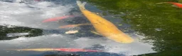 Koi Carp fish for sale: Pond closure in Milton Keynes - Advert 4