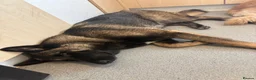 Mixed Breed dogs for sale: 1 year old German Shepherd x Japanese Alita - Advert 3