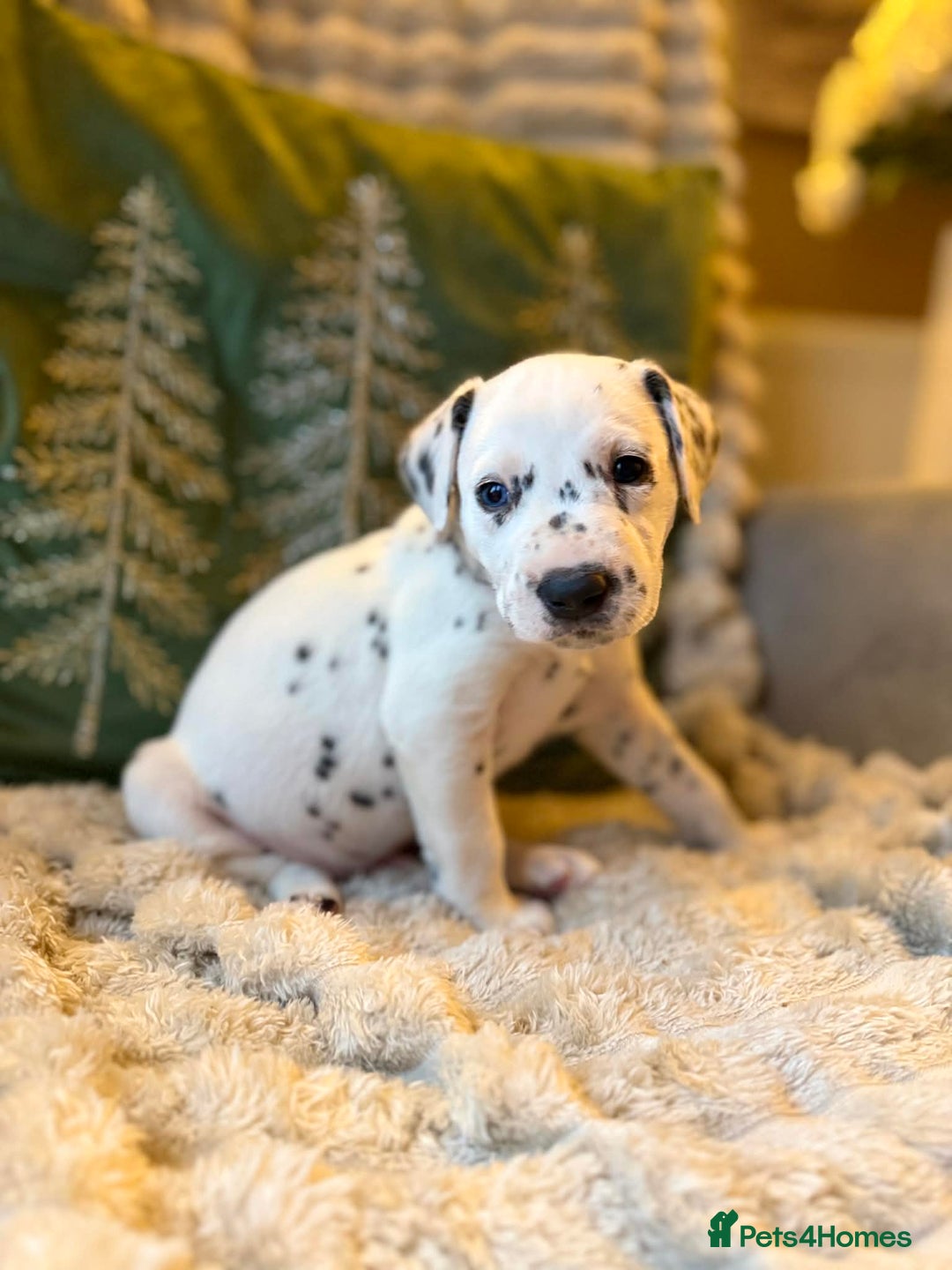 Dalmatian dogs for sale: PEDIGREE Dalmatian Puppies ready NOW - Advert 11