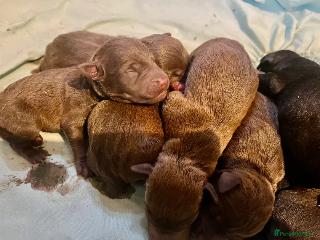 Patterdale Terrier dogs for sale: Beautiful chocolate docked Patterdale pups - Advert 10