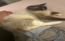 Ragdoll cats for sale: Ragdoll male proven cat.  - Image 2