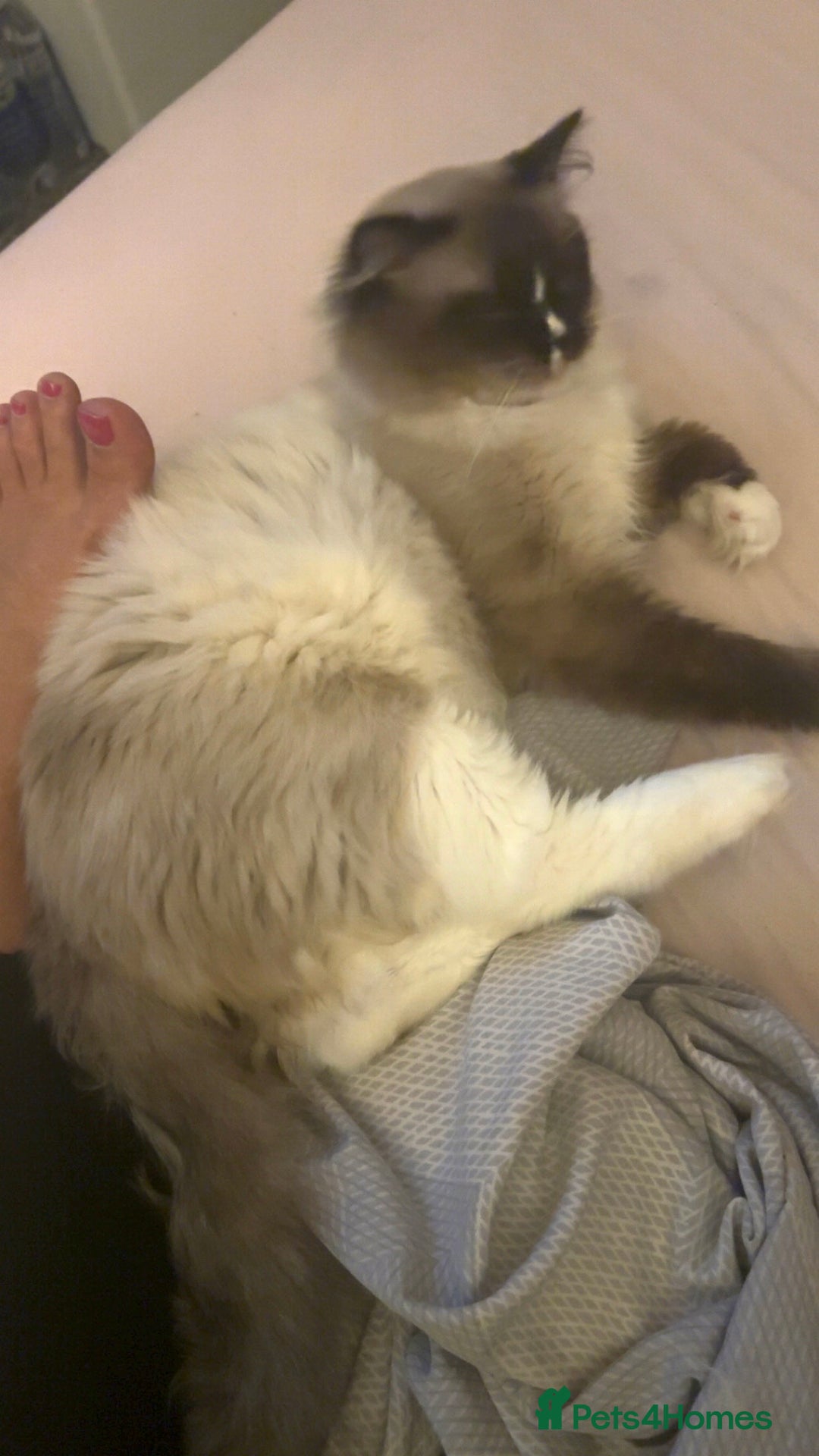 Ragdoll cats for sale: Ragdoll male proven cat.  - Image 2