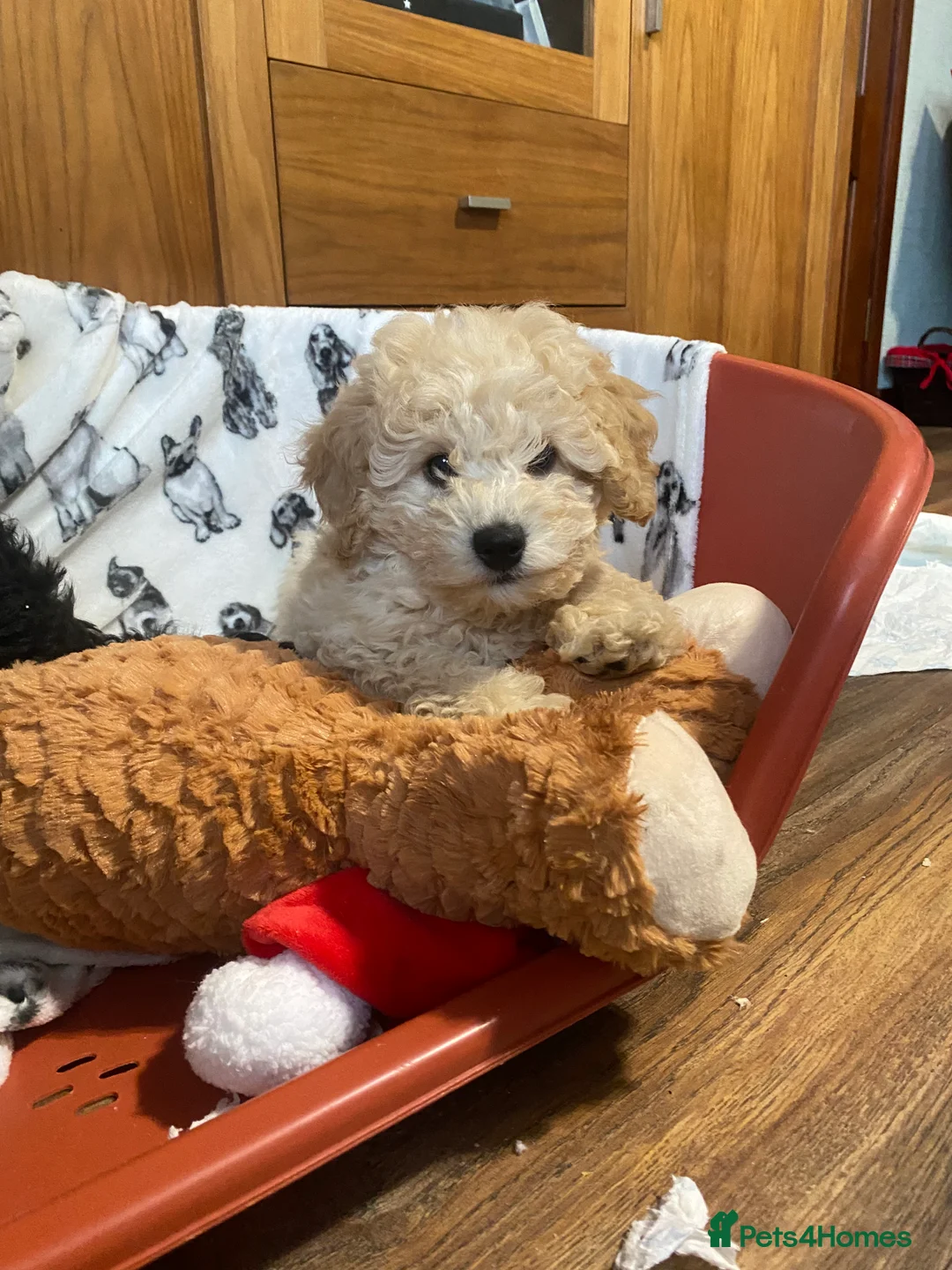 Cavachon dogs for sale: Cavapoochon puppies  in Kilwinning - Advert 2