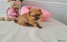 Pomeranian dogs for sale: KC Tiny Teddy Bear Pomeranian Girls - Image 7