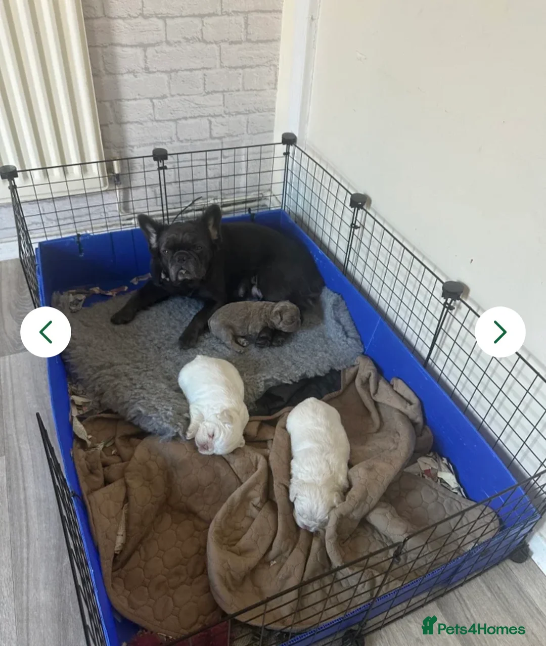 French Bulldog dogs for sale: Fluffy frenchie  - Advert 2