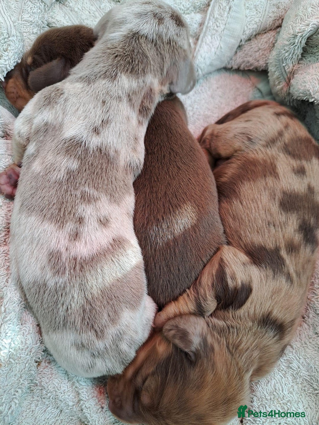 Miniature Dachshund dogs for stud: miniature dachshund stud  in Pontypridd - Advert 9