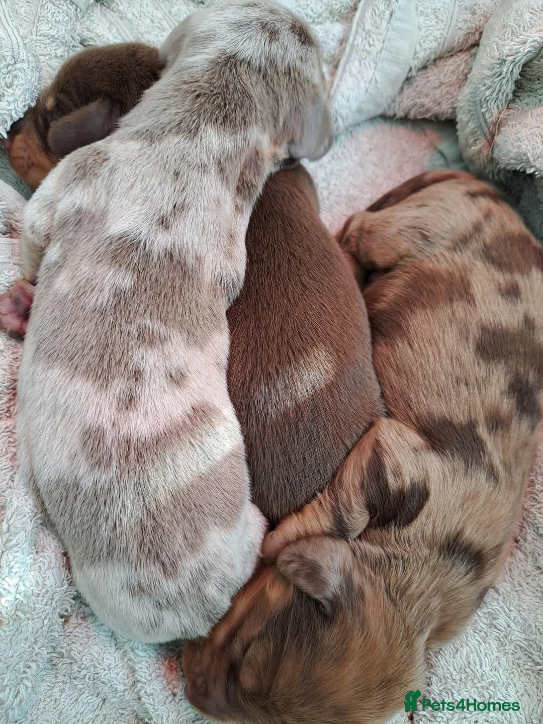 Miniature Dachshund dogs for stud: miniature dachshund stud  in Pontypridd - Advert 9