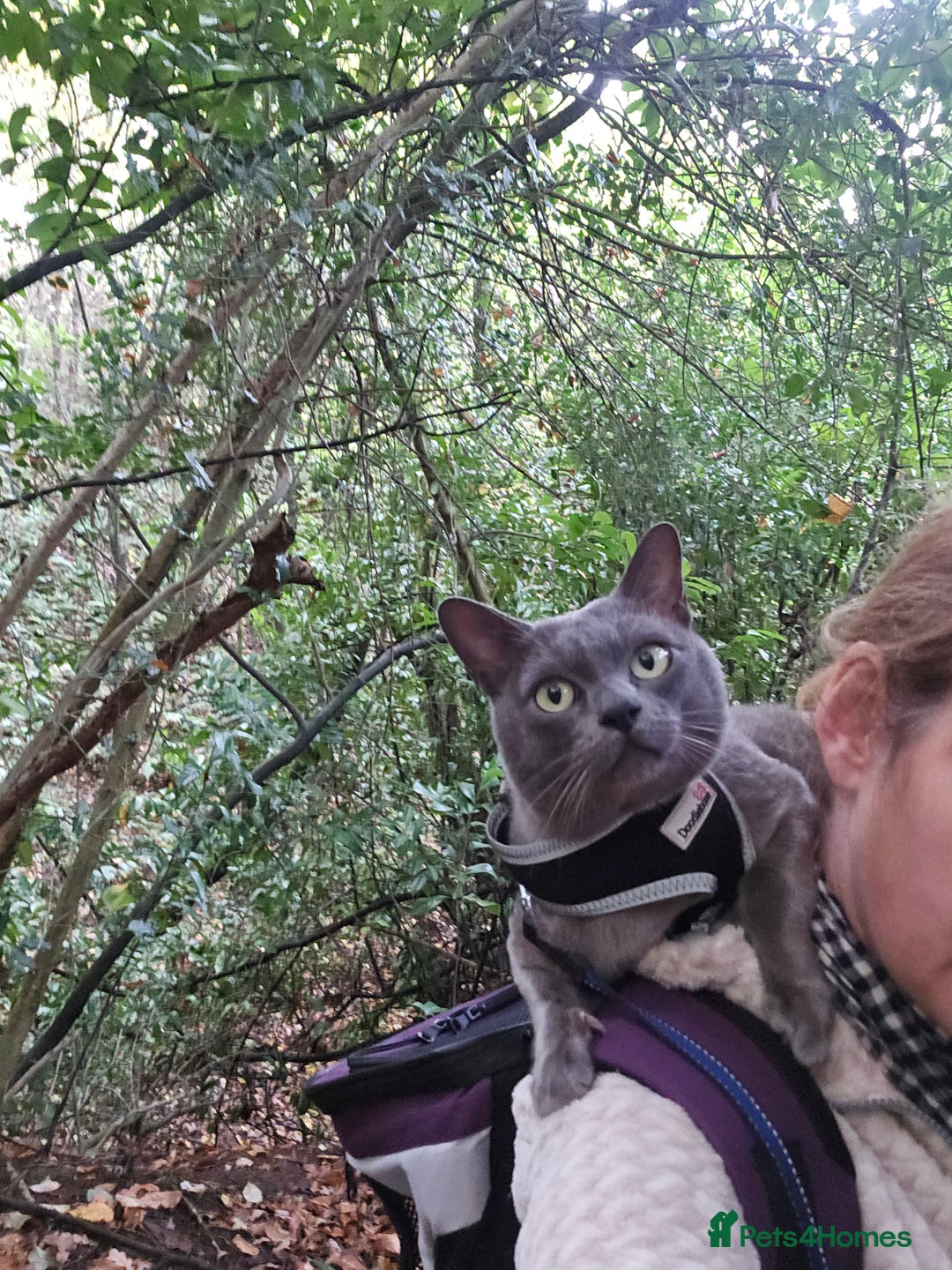 Burmese cats for stud: Midas and Oscar GCCF registered studs  - Advert 3