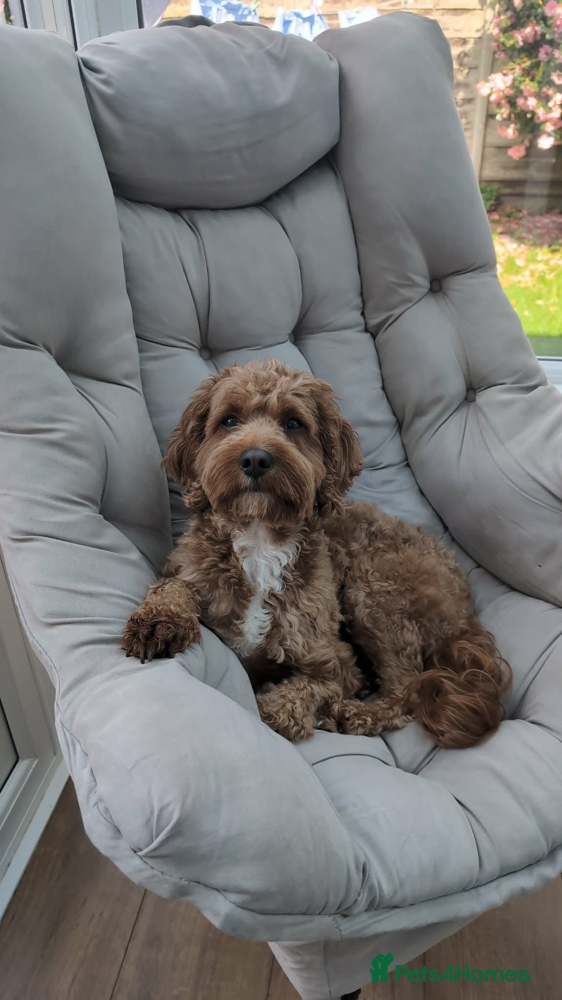 Cavapoo dogs Cavapoo for stud - Advert 1