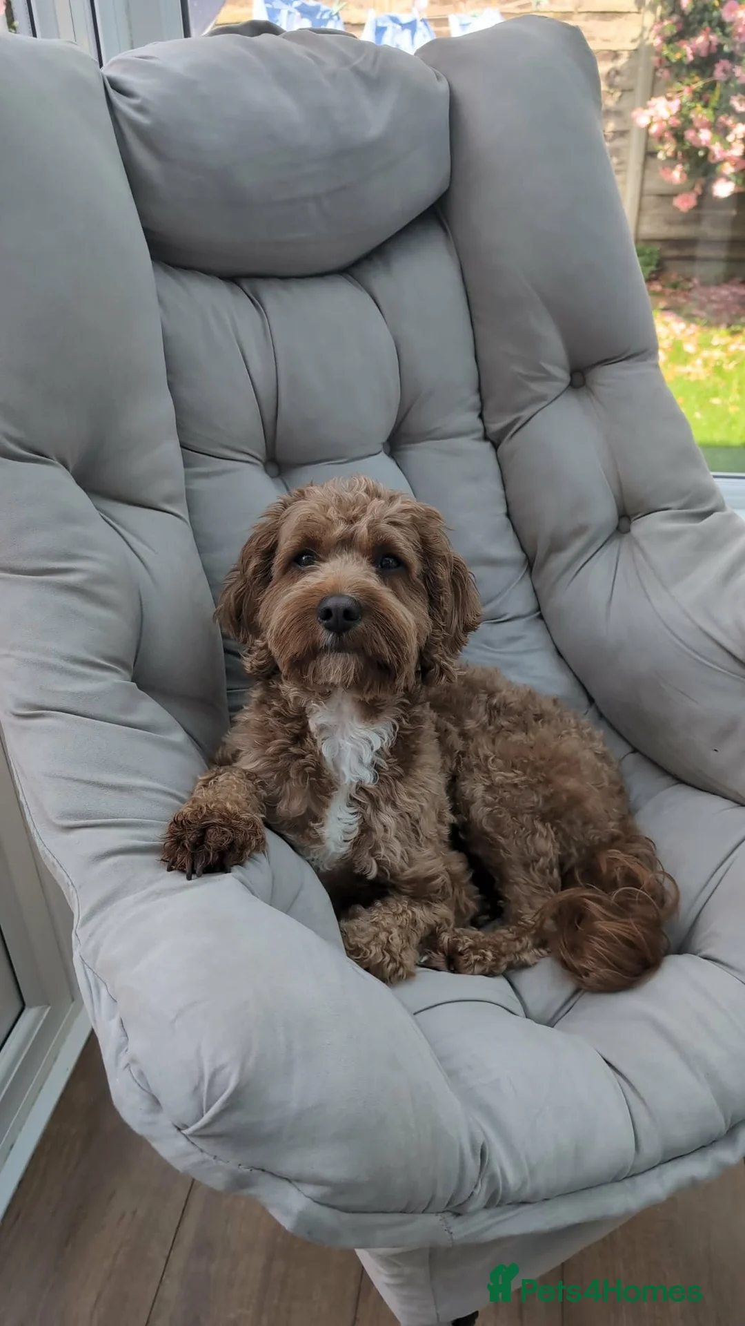 Cavapoo dogs for stud: Cavapoo for stud in Bolton - Advert 1