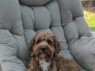 Cavapoo dogs Cavapoo for stud - Advert 15