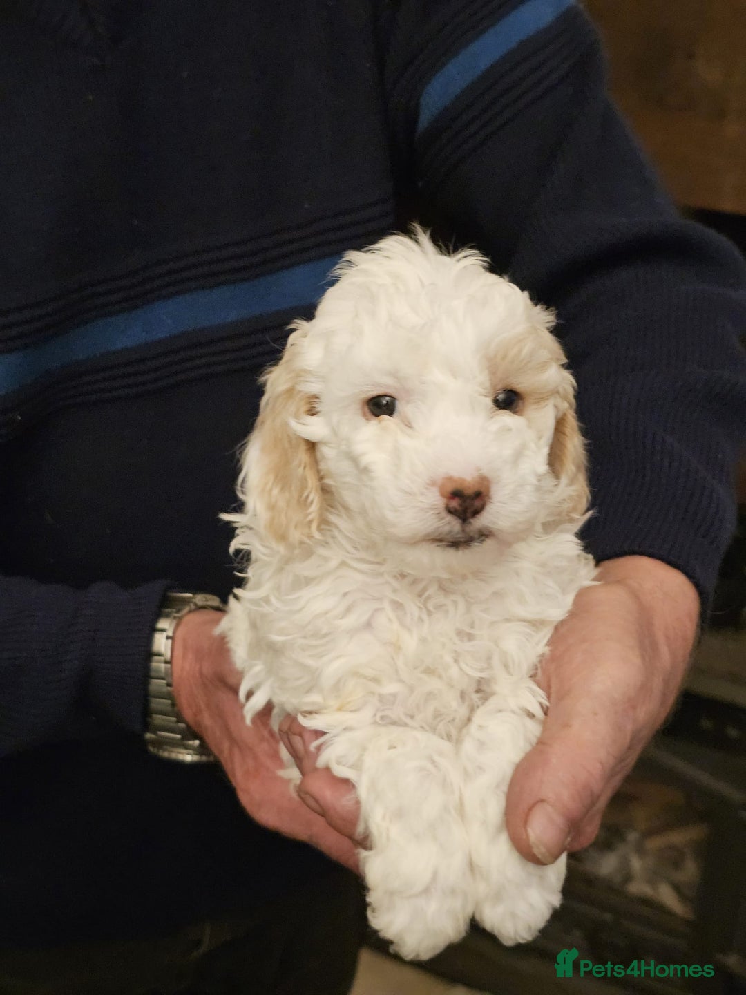 Cockapoo dogs for sale: 1 beautiful cockapoo girl - Image 16