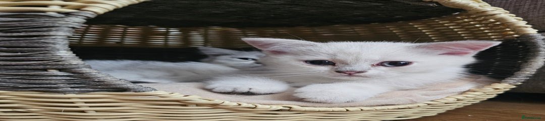 British Shorthair Kitten 1