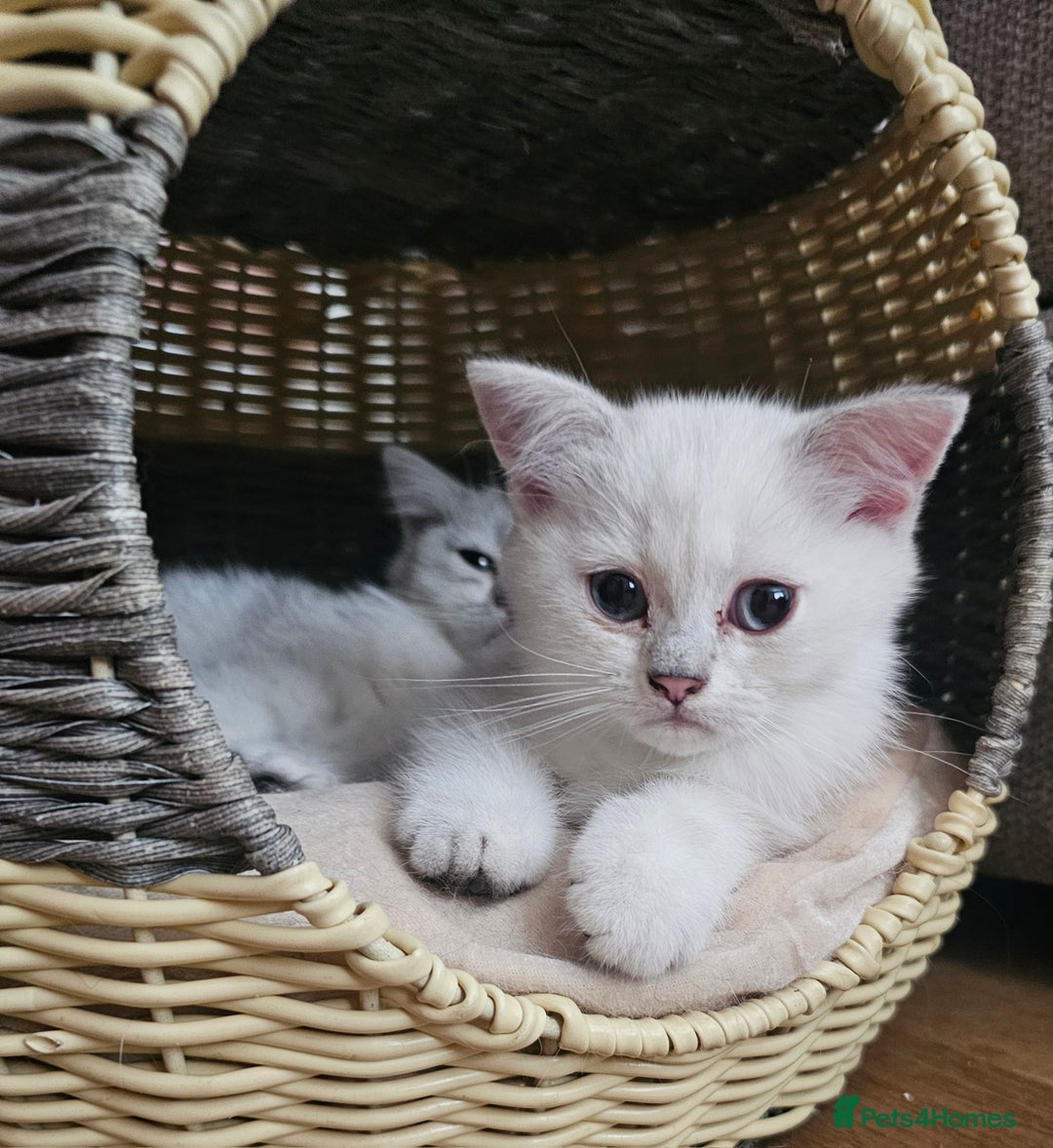 British Shorthair cats for sale: Last handsome siver boy available - Image 2