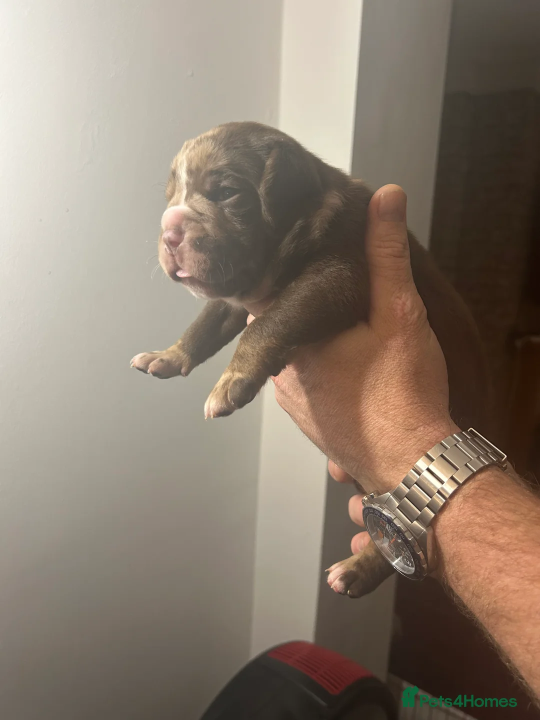 Olde English Bulldogge dogs for sale: 🔥Olde English bulldog puppies 🔥 - Advert 6
