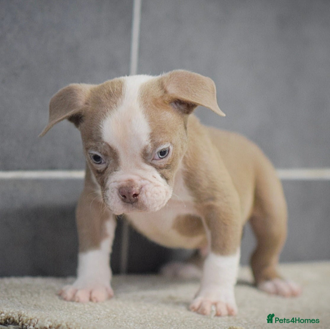 Old Tyme Bulldog dogs 5⭐️RATED COUNCIL APPROVED💥LICENSED 23 YEAR EXPERT - Advert 1