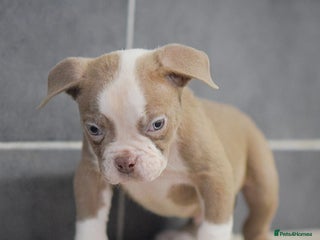 Old Tyme Bulldog dogs 5⭐️RATED COUNCIL APPROVED💥LICENSED 23 YEAR EXPERT - Advert 1