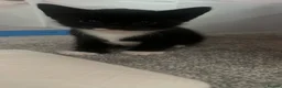 Mixed Breed cats for sale: 5 beautiful kittens forsale - Advert 3