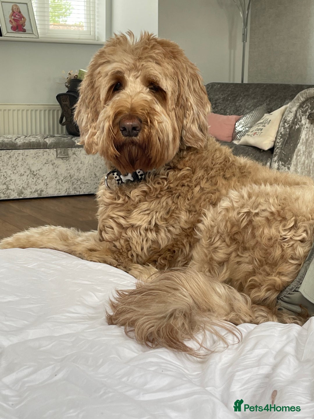 Goldendoodle dogs for sale: Multigenerational Medium Girls Available  - Advert 15