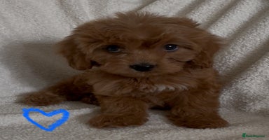Cavapoo dogs - Advert 8