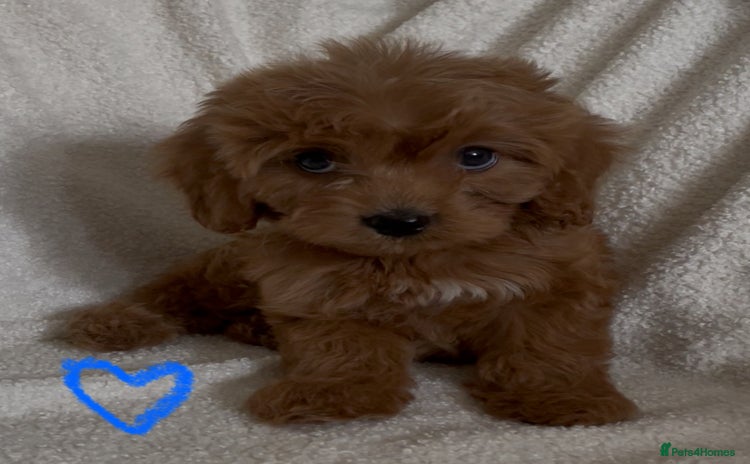 Cavapoo dogs - Advert 3