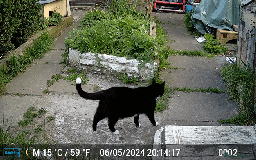 Mixed Breed cats for sale: Ideal Companion cat looking for forever home - Image 3