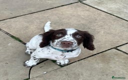 Cocker Spaniel dogs for sale: Cocker spaniel puppy’s  - Image 6