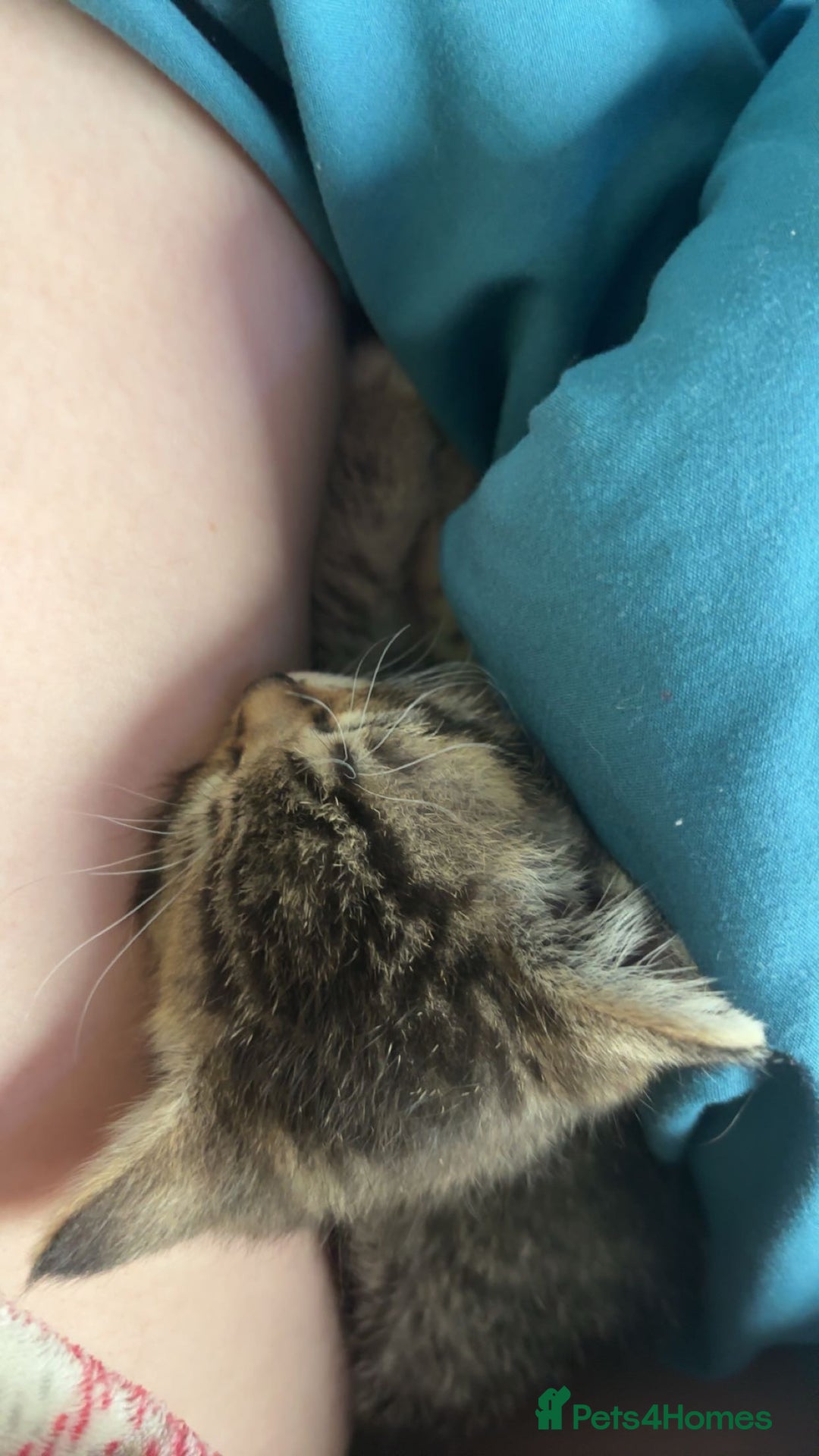 Mixed Breed cats for sale: Beautiful mixed breed blue eyes silver/grey tabby  - Image 13