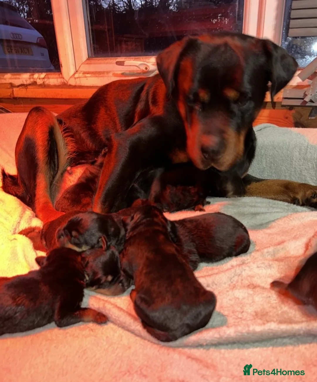 Rottweiler dogs for sale: Elegant chunky big bones in Kilmarnock - Advert 6