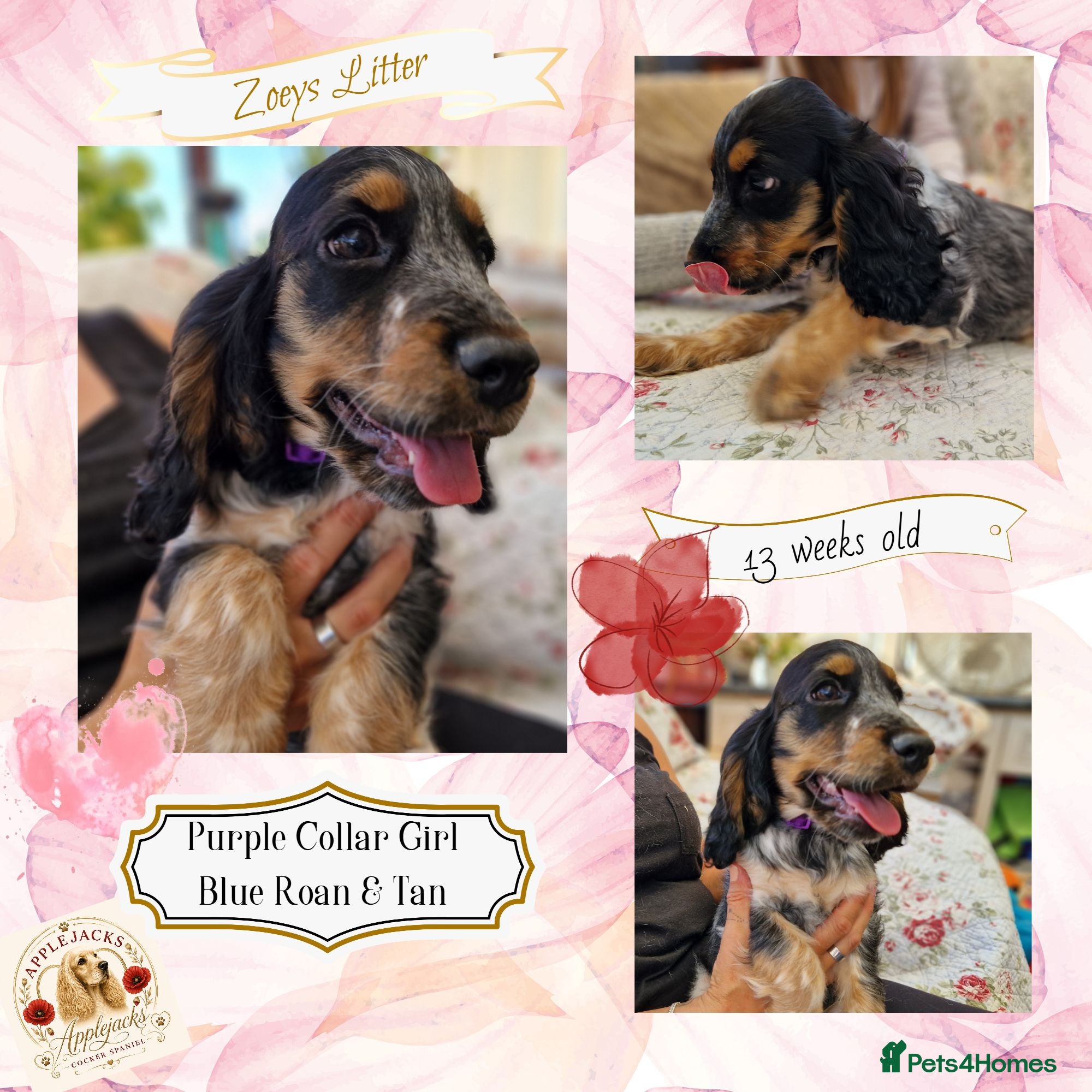 Cocker Spaniel dogs Roan Cocker Spaniel Puppies for Sale - Advert 2