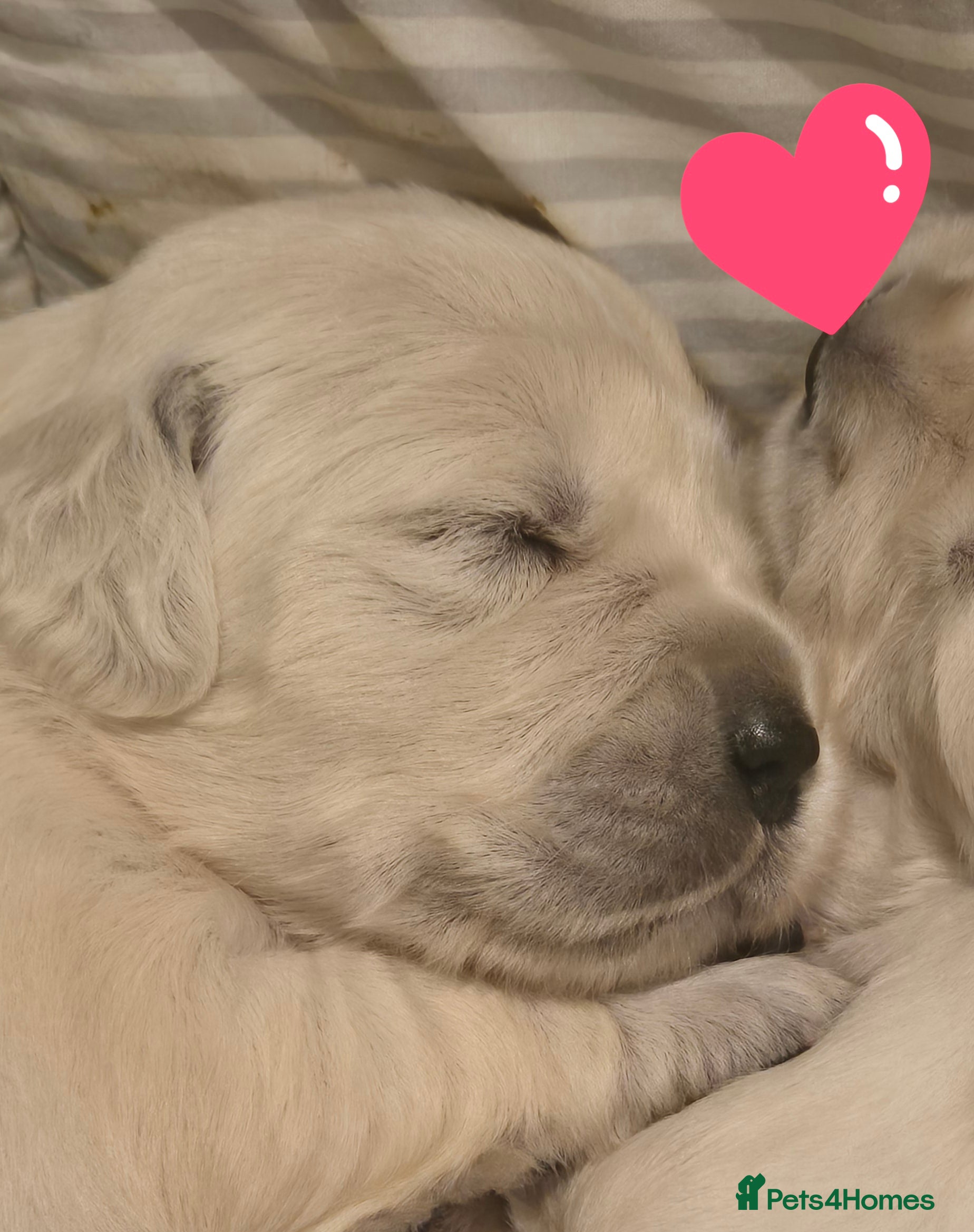 Golden Retriever dogs  HEALTH TESTED PARENTS KC Golden Retriever puppies - Advert 6