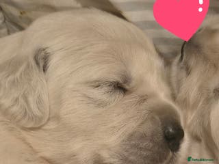 Golden Retriever dogs HEALTH TESTED PARENTS KC Golden Retriever puppies - Advert 6