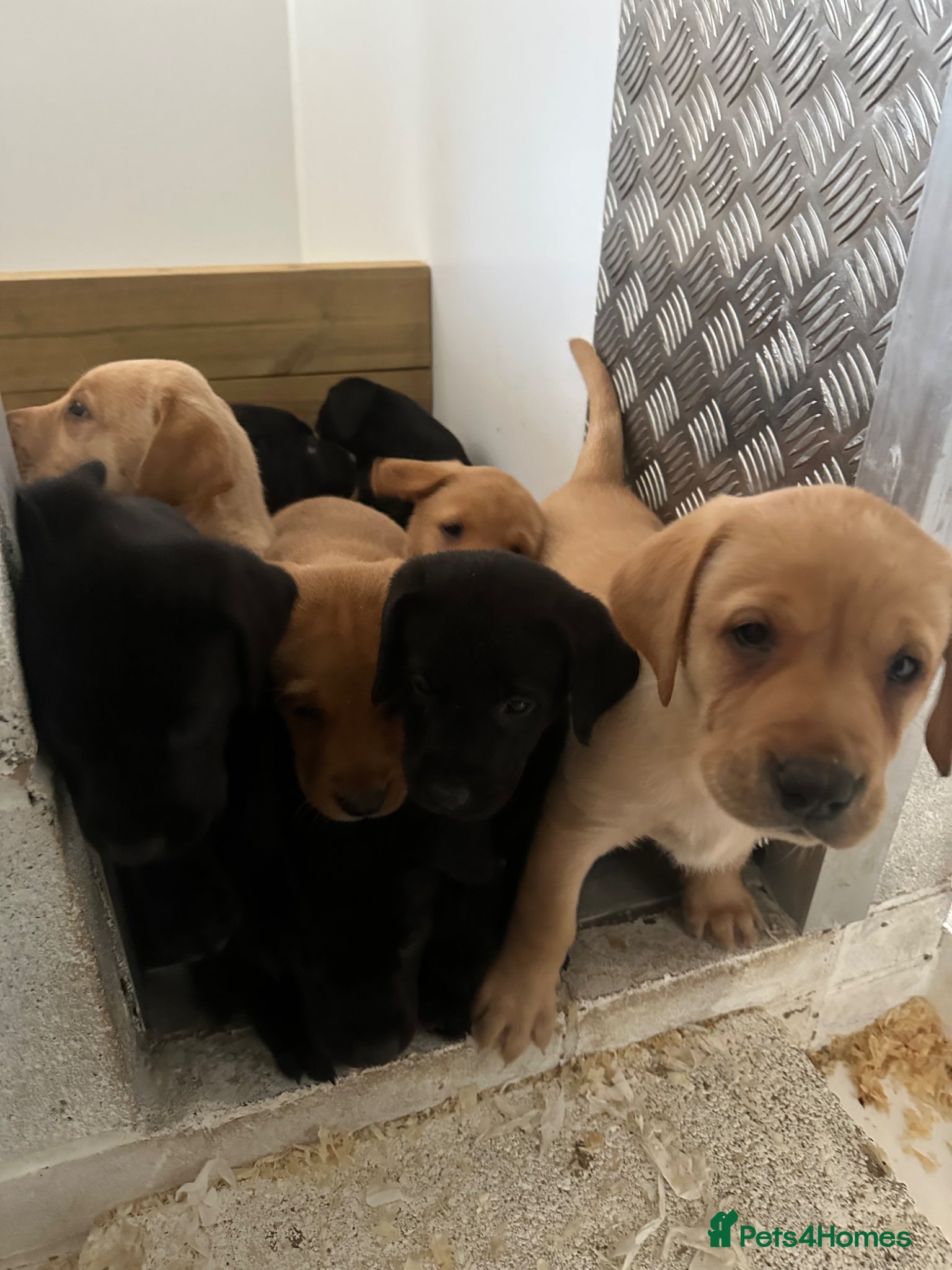 Labrador Retriever dogs Traditional old type , FTW sired working Labradors - Advert 2