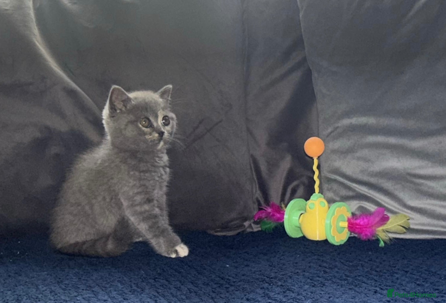 British Shorthair cats GCCF registered girl 🩷 - Advert 2