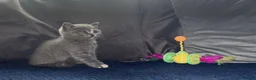 British Shorthair cats for sale: GCCF registered girl 🩷 - Advert 5