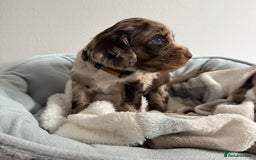Sprocker dogs for sale: STRIKING SPROCKER SPANIEL PUPPIES  - Image 16