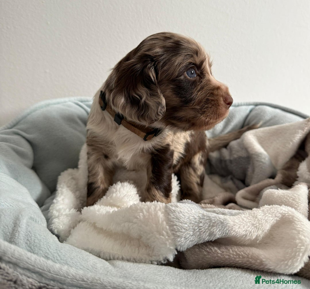 Sprocker dogs for sale: STRIKING SPROCKER SPANIEL PUPPIES  - Image 16