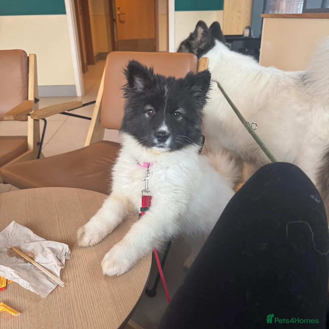 Akita dogs for sale: Quality Family Raised American Akita Puppies - Advert 5