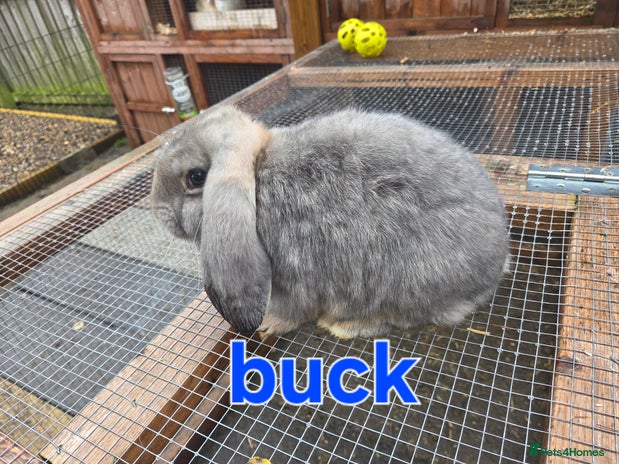 French Lop rabbits - Advert 2