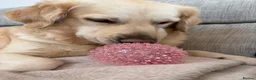 Golden Retriever dogs for sale: Golden retriever puppies - Advert 6