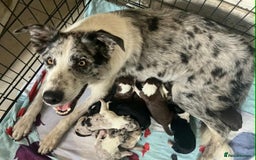 Border Collie dogs for sale: Beautiful border collie puppy  - Advert 2