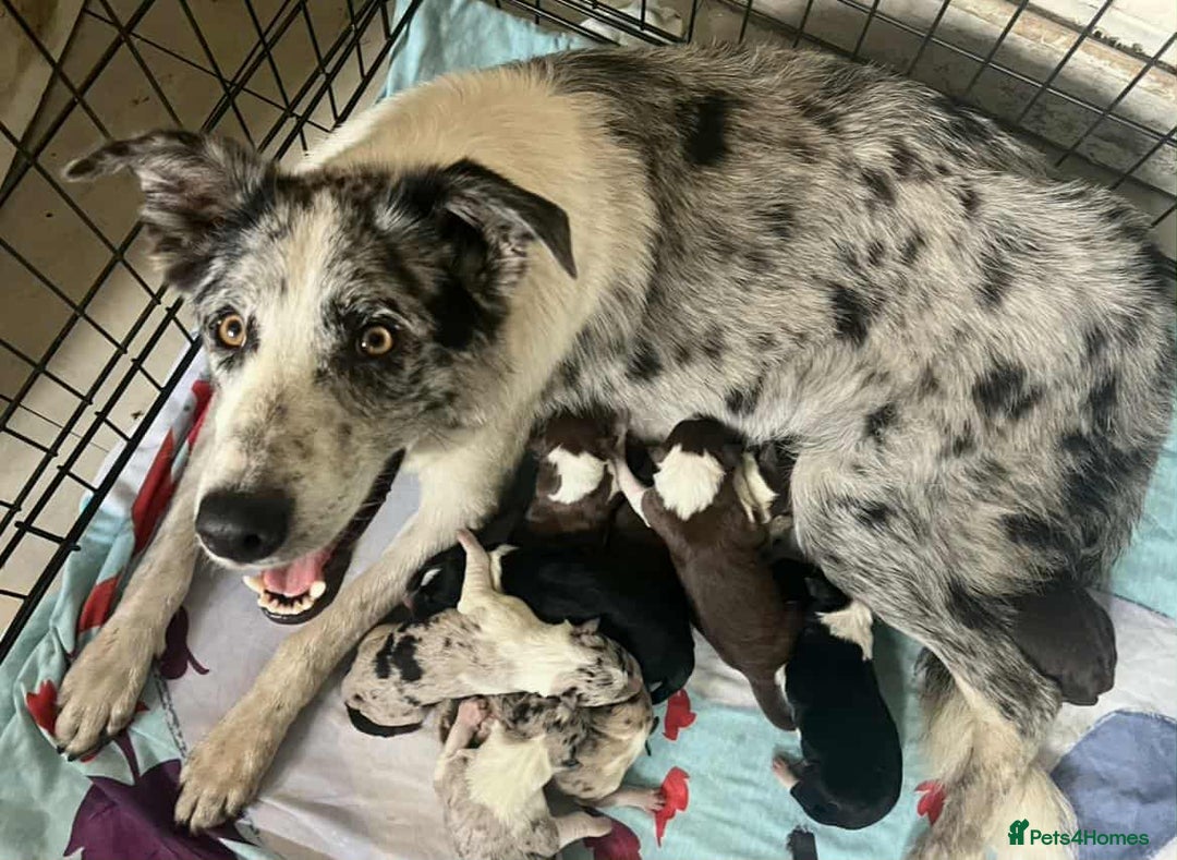 Border Collie dogs for sale: Beautiful border collie puppy  - Advert 2