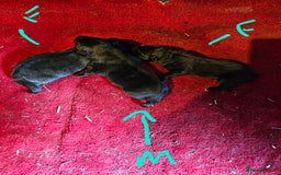 Belgian Shepherd Dog dogs for sale: 2 DUCTH SHEPHERD FEMALE PUPPIES  - Image 6