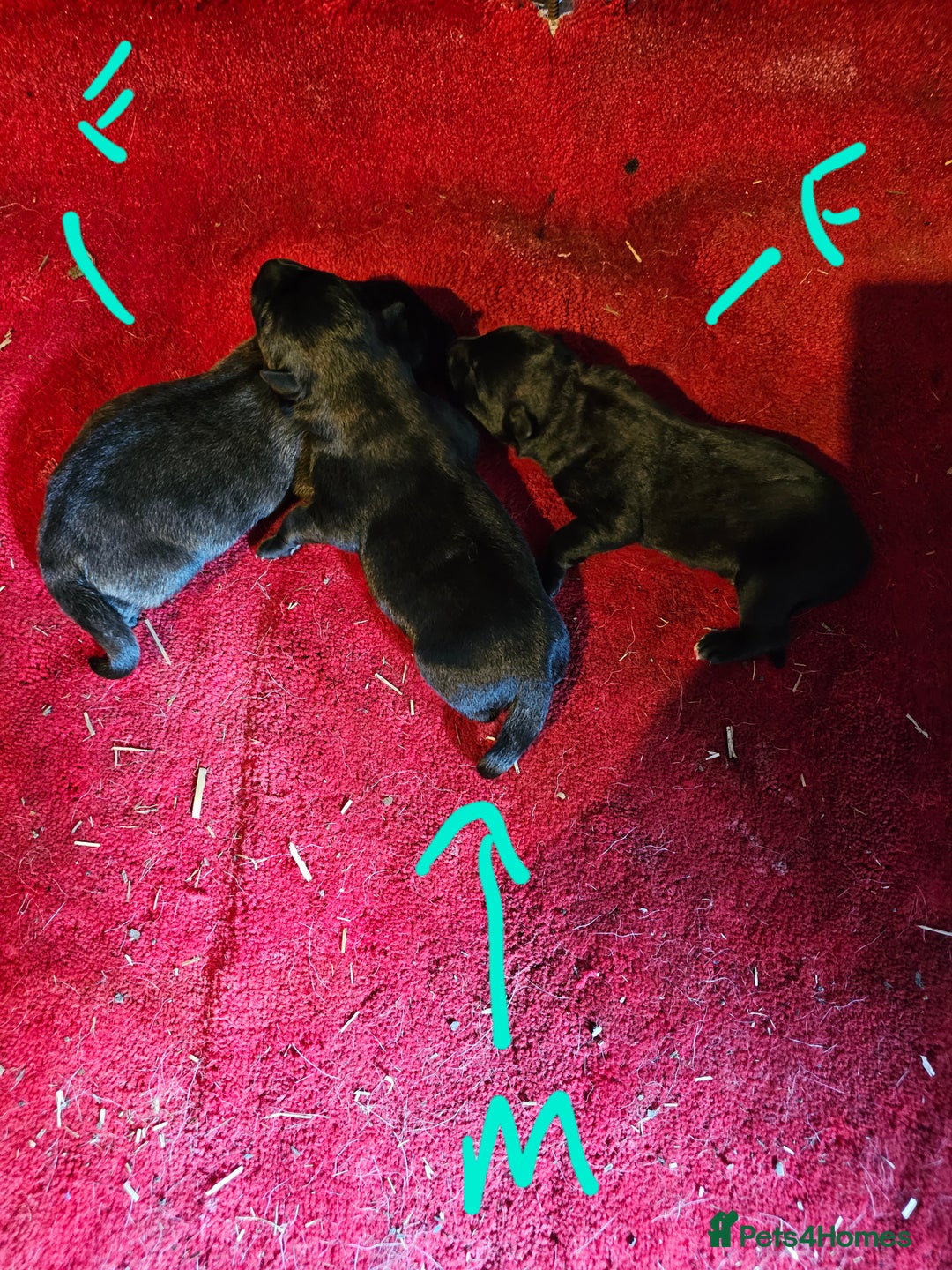Belgian Shepherd Dog dogs for sale: 2 DUCTH SHEPHERD FEMALE PUPPIES  - Image 6