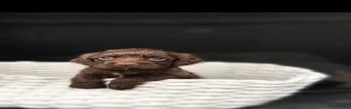 Cocker Spaniel 1