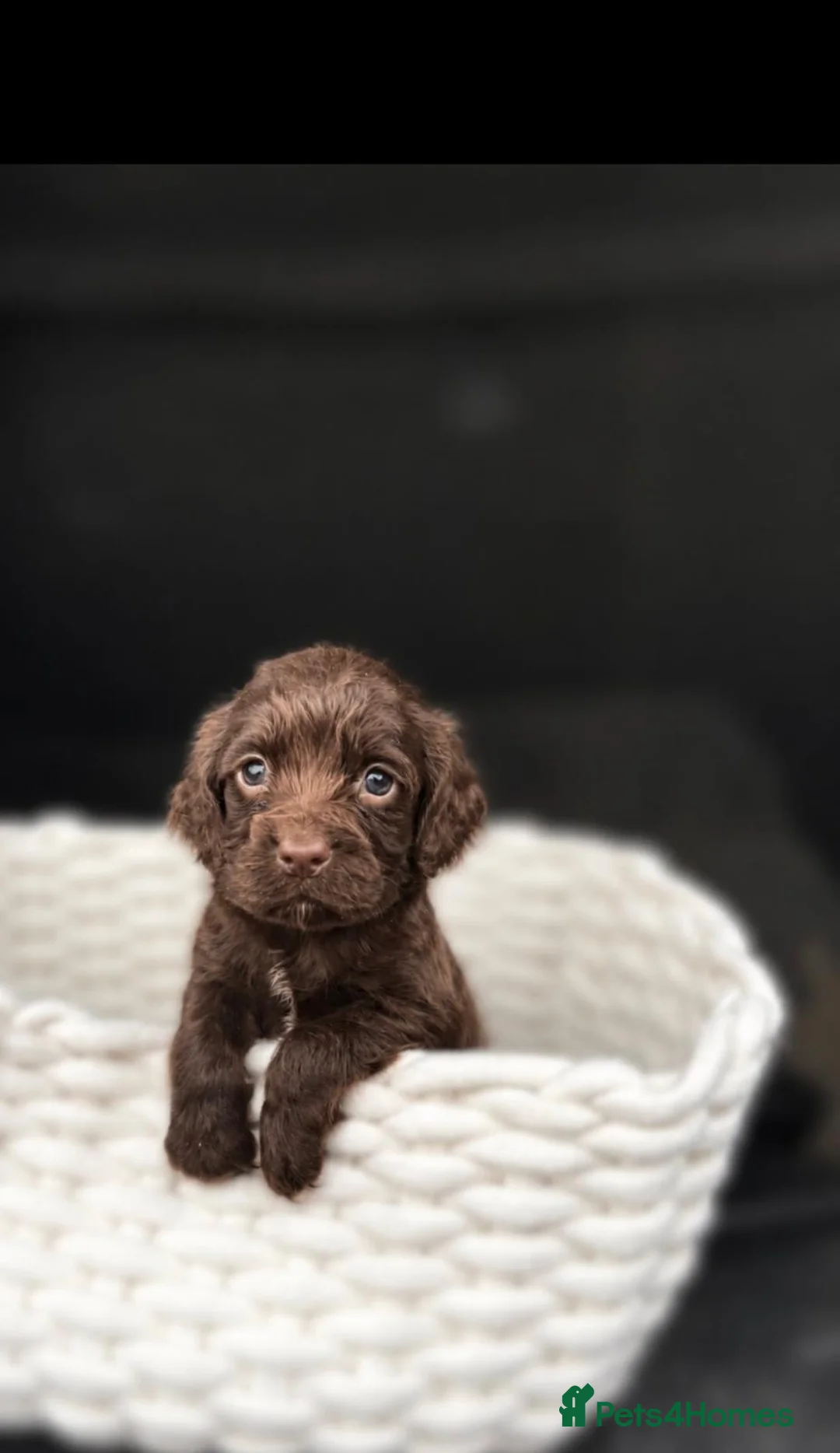 Cocker Spaniel dogs for sale: Beautiful Cocker Spaniel Puppies – Ready Now 🐾 in Saint Austell - Advert 7