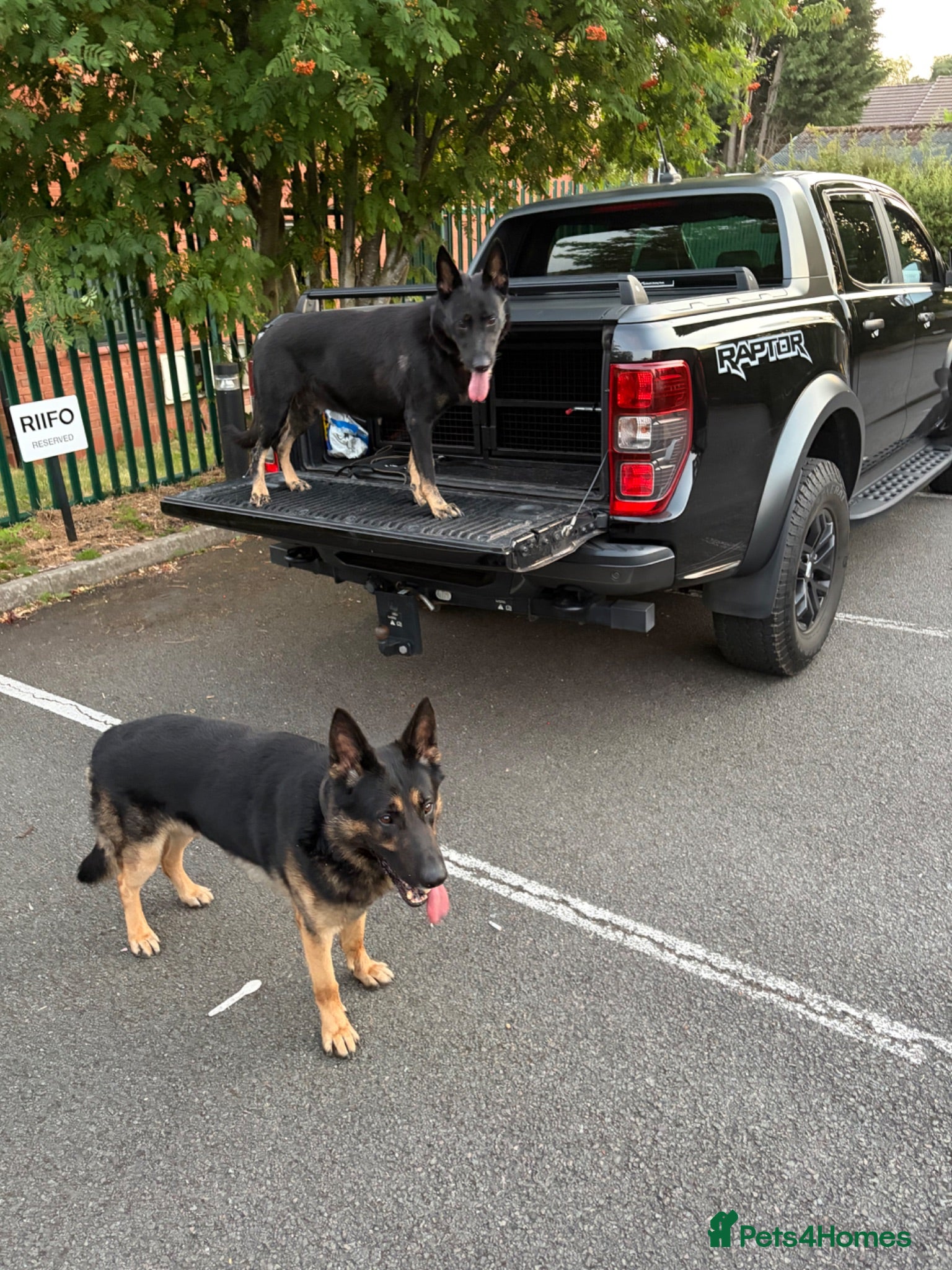 German Shepherd dogs Fully kc German Shepherd puppies  - Advert 5