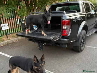 German Shepherd dogs Fully kc German Shepherd puppies - Advert 5